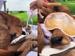 Watch: गाय के इस बछड़े को पसंद है बॉडी स्पा और हेड मसाज, देखिए खास lifestyle