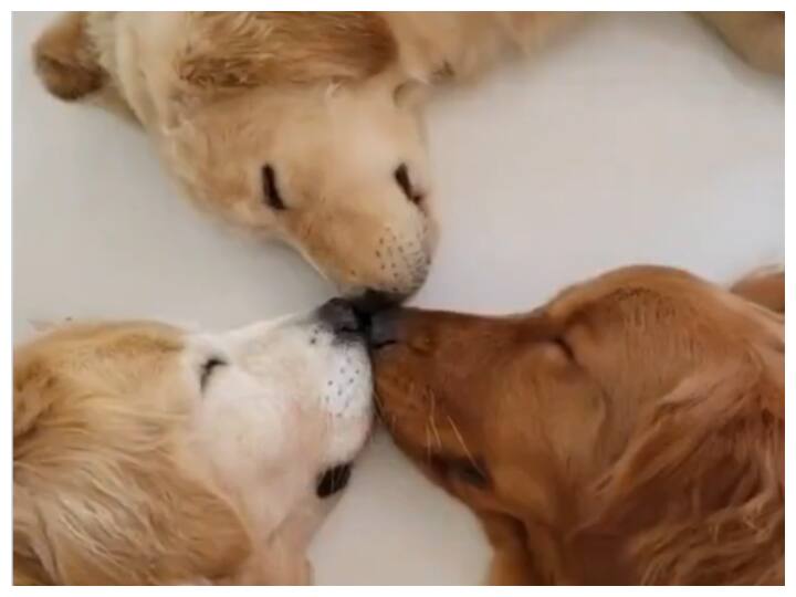 trending video showing three dogs sleeping forming triangle goes viral on social media Watch: इन कुत्तों के सोने का बिलकुल अलग है अंदाज, वायरल वीडियो देखकर हो जायेंगे हैरान