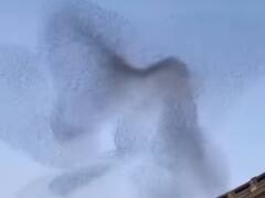 Watch: पक्षियों ने एक साथ मिलकर आसमान में बनाया अनोखा डिजाइन, वीडियो देख हैरान रह जाएंगे आप