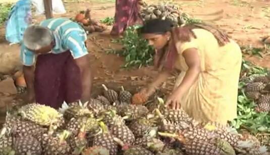 Pineapple Farmer Problems : గిరిజనుల కష్టాన్ని దోచుకుంటున్న దళారులు | ABP Desam