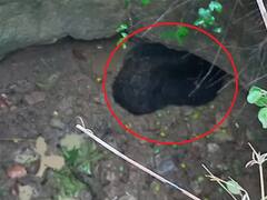 Chhattisgarh: जामुन के लालच में शावक साथ कुंए में गिरी मादा भालू, घंटों रेस्क्यू के बाद आई बाहर