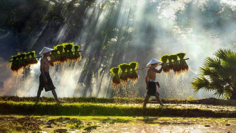 Start these agricultural works to protect the crops and farms from rain Good News: बारिश से फसलों को नुकसान नहीं होगा, खेतों में अभी शुरू करें ये आसन काम