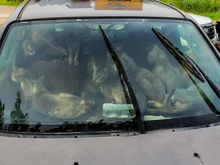 Homeless man found living with 47 cats inside his car in scorching heat வீடே இல்லை.. ஆனால் இத்தனை உறவினர்... காருக்குள் 47 பூனைகளுடன் வாழும் நபருக்கு குவியும் அன்பு..