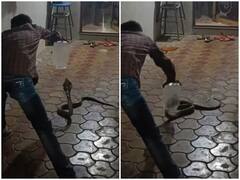 Watch: फन फैलाए सांप का रेस्क्यू करते दिखा शख्स, रोंगटे खड़े कर देगा वीडियो