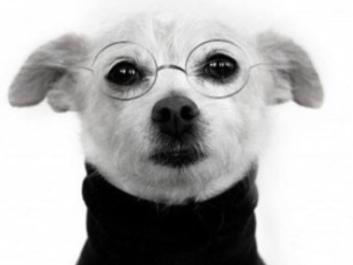 job application dog image in cv photo viral on social media Watch: गलती या मजाक? शख्स ने CV में कुत्ते की फोटो लगाकर मांगी नौकरी