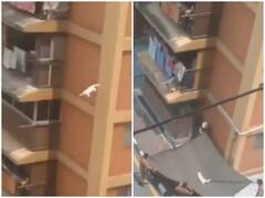 Cat Rescue: ऊंचाई पर फंसी बिल्ली का किया गया सफल रेस्क्यू, वीडियो देख रह जाएंगे दंग