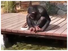 Watch: इस चिम्पांजी की दोस्त हैं मछलियां, वायरल वीडियो देखोगे तो हैरान रह जाओगे