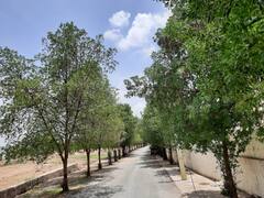 Dungarpur News: राजस्थान के डूंगरपुर में इस साल नहीं होगा पौधरोपण, जानिए क्या है वजह?