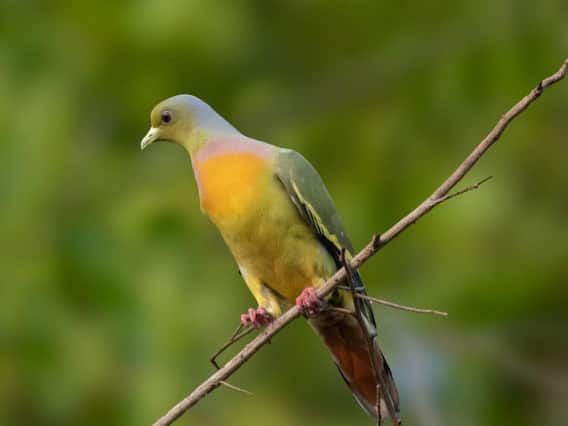 Konkan Photo: About 150 species of birds in the forest of Talakkonam