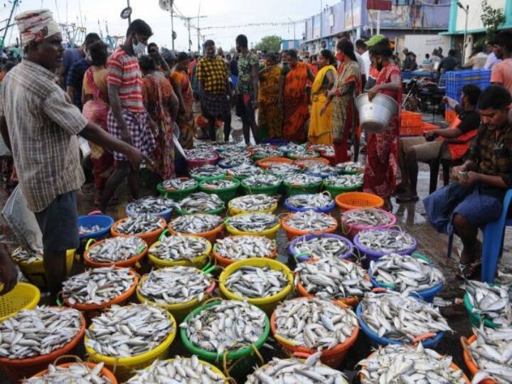 Chennai : today first Sunday after the end of the fishing ban peple flock buy fish at the Kasi medu மீன்பிடி தடை முடிந்த முதல் ஞாயிறு.. ஒரு பிடி பிடிக்க தயாராகும் பொதுமக்கள்.. காசி மேட்டின் விலை பட்டியல் இதோ..!