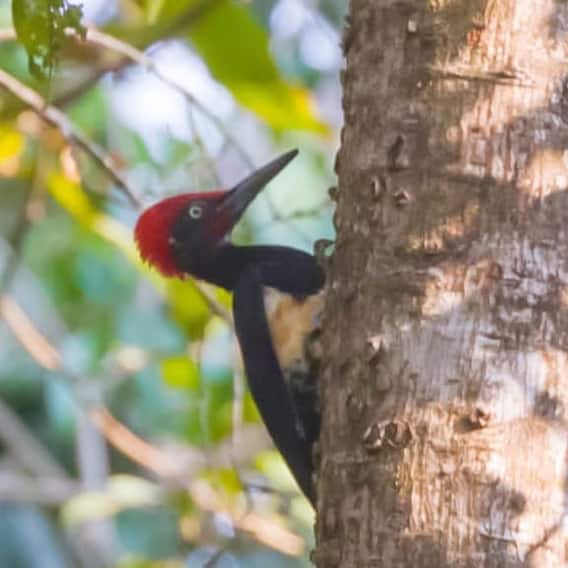 Konkan Photo: About 150 species of birds in the forest of Talakkonam