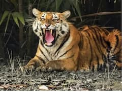 Rajasthan News: रामगढ़ टाइगर रिजर्व में जंगल और वन्यजीवों की सुरक्षा के लिए बढ़ेगी चौकियां और नाके, जानें पूरा प्लान