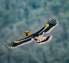 Konkan Photo : तळकोकणातील तळकटच्या जंगलात तब्बल 150 प्रजातींचे पक्षी