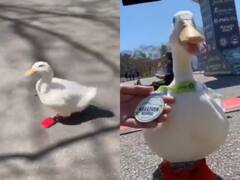 Watch: जज्बा हो तो ऐसा! मैराथन में इंसानों के साथ दौड़ी बत्तख, देखिए वायरल वीडियो