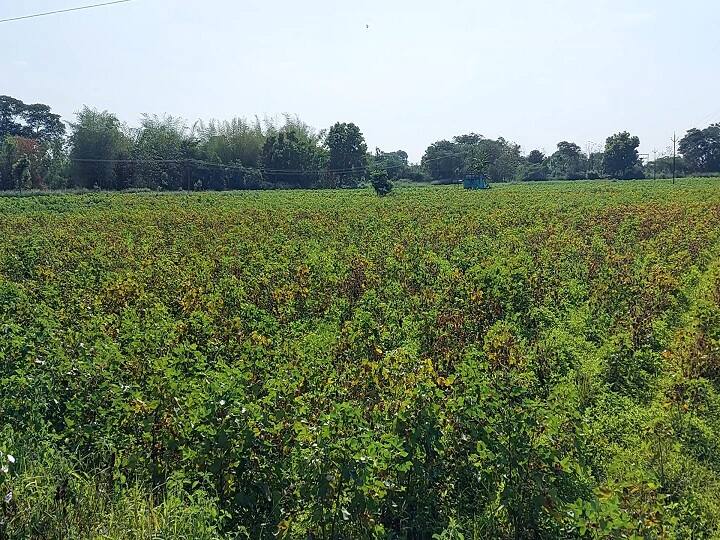 நெல் சாகுபடியில் நஷ்டம்.. கைகொடுக்கும் பருத்தி! பாதையை மாற்றும் திருவாரூர் விவசாயிகள்! Farmers in Thiruvarur district are happy with the increase in prices of cotton நெல் சாகுபடியில் நஷ்டம்.. கைகொடுக்கும் பருத்தி! பாதையை மாற்றும் திருவாரூர் விவசாயிகள்!