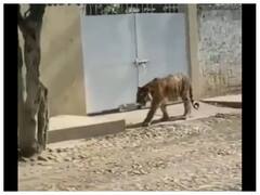 Watch: રસ્તા પર ખુલ્લેઆમ ફરતો જોવા મળ્યો બંગાલ ટાઈગર, પછી શું થયું જુઓ વીડિયોમાં