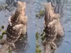 Viral: मिल गए बिछड़े यार! दो घड़ियालों ने एक दूसरे को लगाया गले, देखिए ये मज़ेदार वीडियो