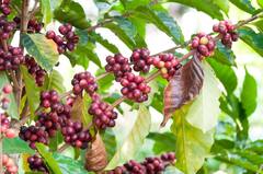 Jamun Leaves Tea: रोजाना पिएं जामुन की पत्तियों की चाय, सेहत को होंगे ये फायदे