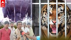 Old Methods To Catch Tiger: అప్పట్లో ఎలా పట్టుకునేవారు..? ఇప్పుడున్న నిబంధనలేంటి..? | ABP Desam