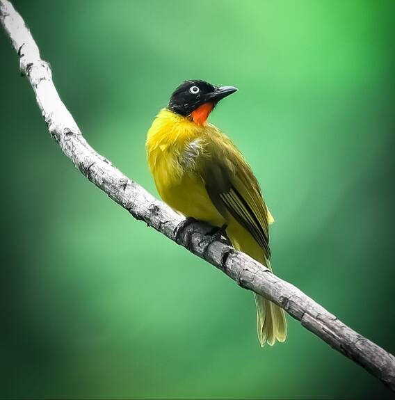 Konkan Photo: About 150 species of birds in the forest of Talakkonam