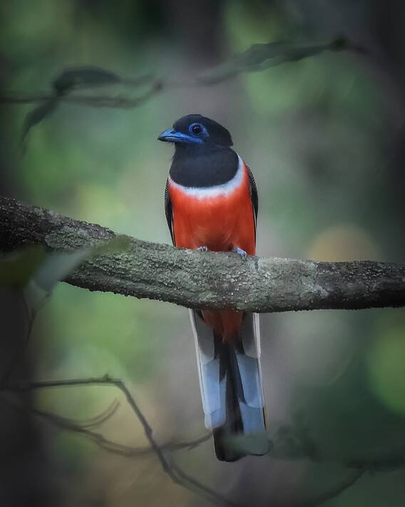 Konkan Photo: About 150 species of birds in the forest of Talakkonam