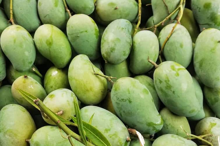 Gujarat government announced assistance for mango farmers Gandhinagar: આંબાની બાગ ધરાવાતા ખેડૂતો માટે ખુશ ખબર, સરકારે જાહેર કરી આ સહાય