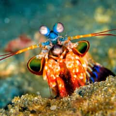 Offbeat News: চিংড়ির ঘুষিতে কুপোকাত হতে পারে মানুষও! এই প্রাণীটি রেগে গেলেই বিপদ