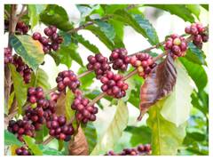 Jamun Leaves Tea: रोजाना पिएं जामुन की पत्तियों की चाय, सेहत को होंगे ये फायदे