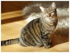 Watch: इस कैट की अलग है कैटवॉक, सेना में हो सकती है भर्ती!