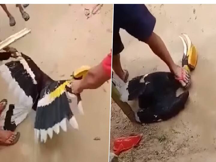 HORRIFIC! Nagaland men torture and kill endangered Great Indian Hornbill, viral video draws huge outrage பறவையை துன்புறுத்திக் கொலை செய்த வன்முறை கும்பல்: பதறவைக்கும் வீடியோ