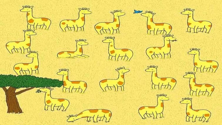 Can you spot a giraffe who does not have a twin in this optical illusion image? Optical Illusion: এই ছবিতে নিজের যমজ ছাড়া একাকী রয়েছে একটি জিরাফ? খুঁজে পেলেন আপনি?