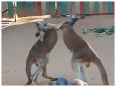 Watch: बिना टिकट के मजा लें दो कंगारुओं की कुश्ती का, वायरल वीडियो देखकर हो जाओगे लोटपोट