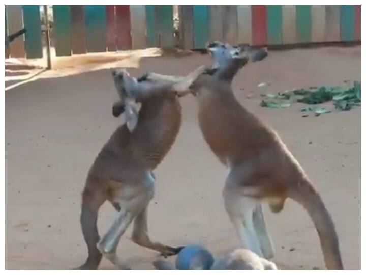 trending video showing fighting between two kangaroos in a Texas zoo goes viral on social media Watch: बिना टिकट के मजा लें दो कंगारुओं की कुश्ती का, वायरल वीडियो देखकर हो जाओगे लोटपोट