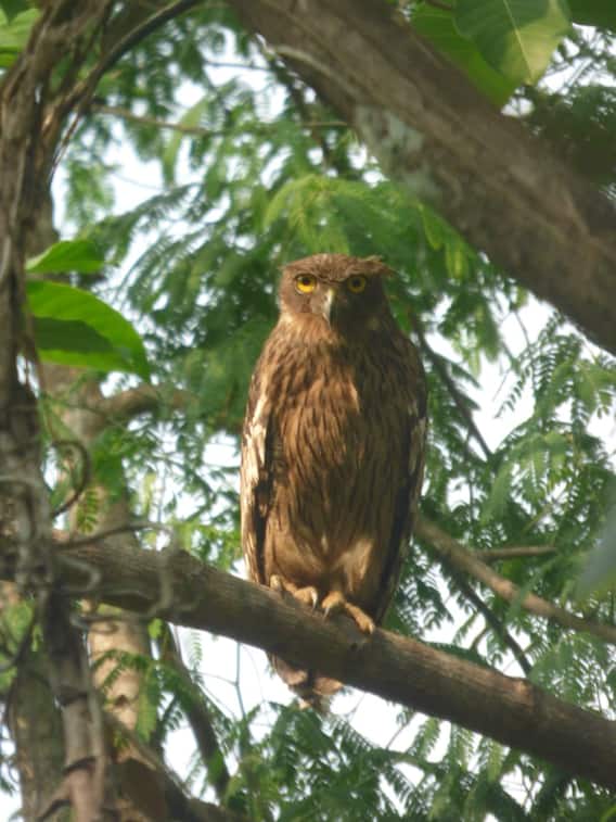 Konkan Photo: About 150 species of birds in the forest of Talakkonam