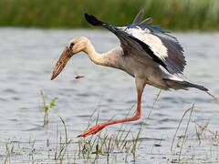 Chhattisgarh News: मानसून का पैगाम लाते हैं ये पक्षी, शिकार करने पर लगता है जुर्माना, जानें इनकी खासियत