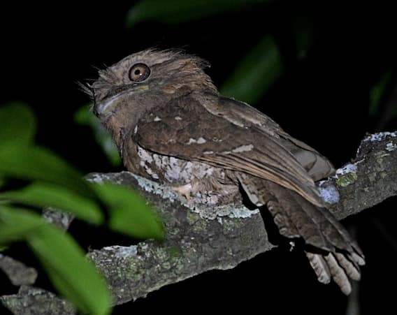 Konkan Photo: About 150 species of birds in the forest of Talakkonam