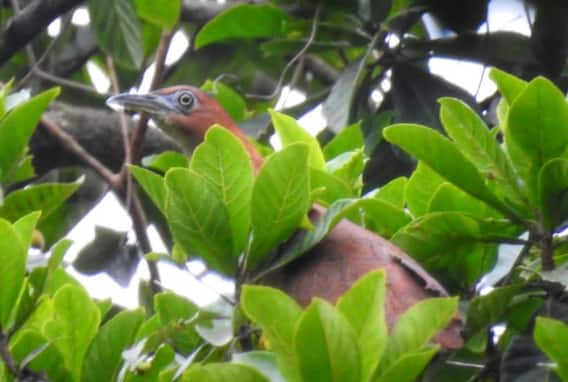 Konkan Photo: About 150 species of birds in the forest of Talakkonam