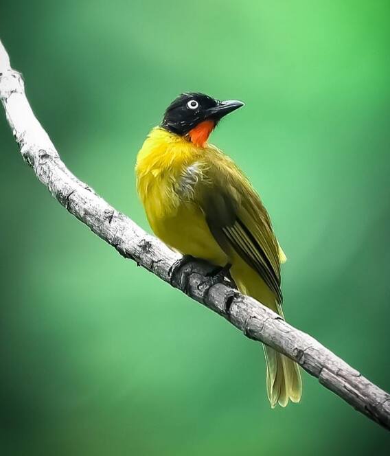 तळकटच्या जंगलात तब्बल 150 प्रजातींचे पक्षी