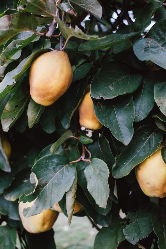 Health Tips: Use mango peel like this