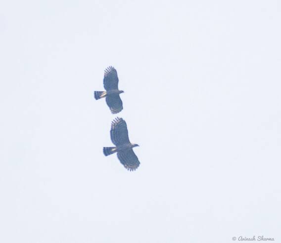 Konkan Photo: About 150 species of birds in the forest of Talakkonam