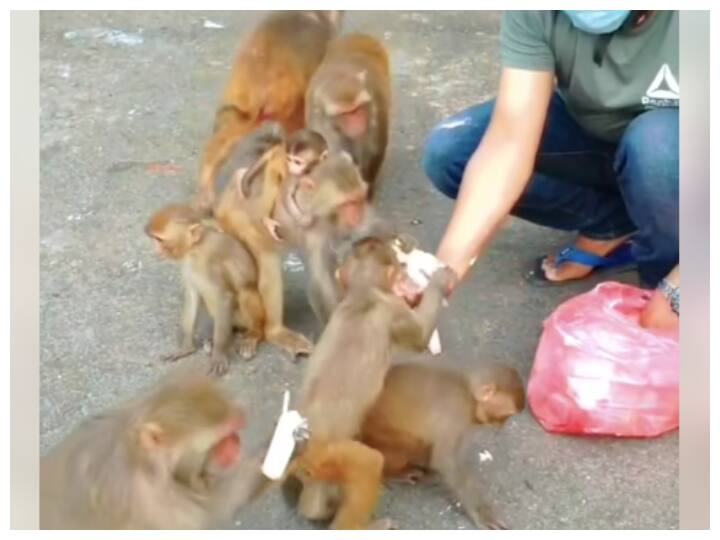 trending video of man distributing lots of ice-cream among monkeys outside a temple goes viral Watch: मंदिर में बंदरों को बांटी आइसक्रीम, यूजर्स से पूछा ये सही है या गलत