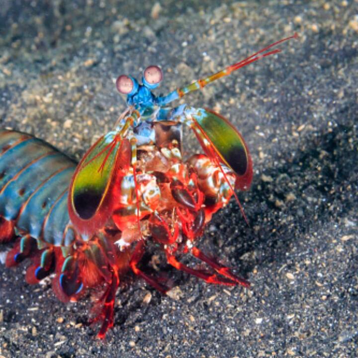 তবে যে চিংড়ি আমরা খেয়ে থাকি সেই গলদা, বাগদা কিংবা কুচো চিংড়ি নয়। ম্যান্টিস চিংড়ির প্রজাতির এই ক্ষমতা রয়েছে। প্রায় ৫০ মাইল বেগে তারা এমন আক্রমণ শানাতে পারে।
