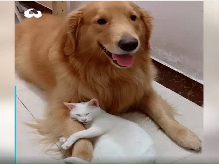 cat dog cute friendship video goes viral on social media Watch: कुत्ते और बिल्ली की नहीं देखी होगी ऐसी Cute दोस्ती, वायरल वीडियो देखकर मस्त हो जाएंगे