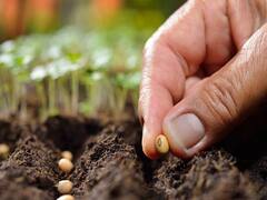 Wardha farmers : आत्महत्याग्रस्त शेतकरी कुटुंबियांना मोफत खतं बी बियाणांचं वाटप, वर्धा सोशल फोरमचा उपक्रम