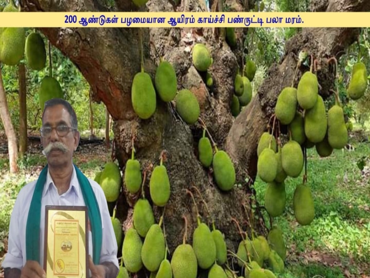 Panruti Jackfruit : 2 நூற்றாண்டைத் தாண்டிய பலாமரம்.. பண்ருட்டியில் இப்படி ஒரு பழமையான இனிப்புக்கதை..