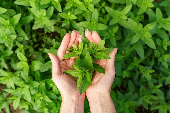 काली गर्दन की समस्या से राहत पाने के लिए पुदीने की पत्तियों का इस्तेमाल करें. इससे काफी लाभ मिलेगा. (Photo - Freepik)