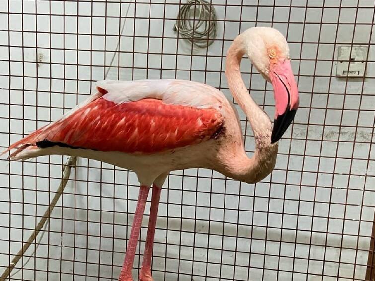 Nashik News Injured Flamingo Gets recovered Successful Treatment on Flamingo in Nashik Nashik : अन जखमी अवस्थेतील फ्लेमिंगोने घेतली उत्तुंग भरारी, नाशिकमध्ये फ्लेमिंगोवर यशस्वी उपचार