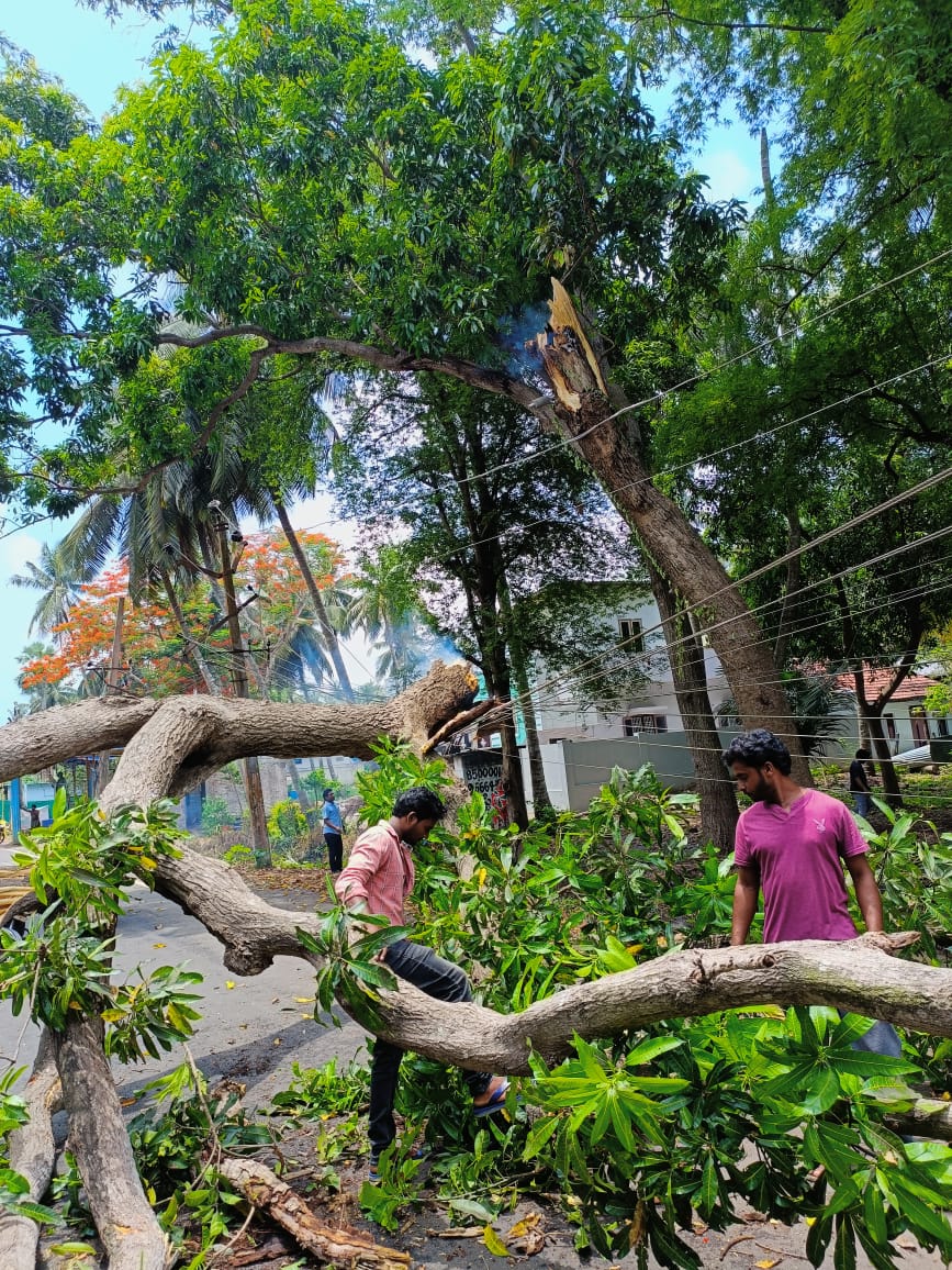 Konaseema News : కోనసీమ జిల్లాలో తప్పిన పెనుప్రమాదం, కారుపై కూలిన భారీ వృక్షం