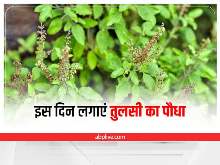 Vastu Shastra: right direction to put tulsi plant Vastu Shastra: तुलसी का पौधा घर में किस दिन और किस दिशा में लगाना होता है शुभ, मिलेंगे चमत्कारिक फायदे