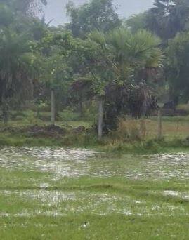 Photo : मुंबईसह ठाणे, पालघर परिसरात पावसाची हजेरी